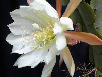 Epiphyllum [Orchid Cactus] \'Crenatum\' 5 Seeds